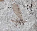 Diptera sp. LINNAEUS 1758 (Zweiflgler) - Bild © FossNet FossilienStore